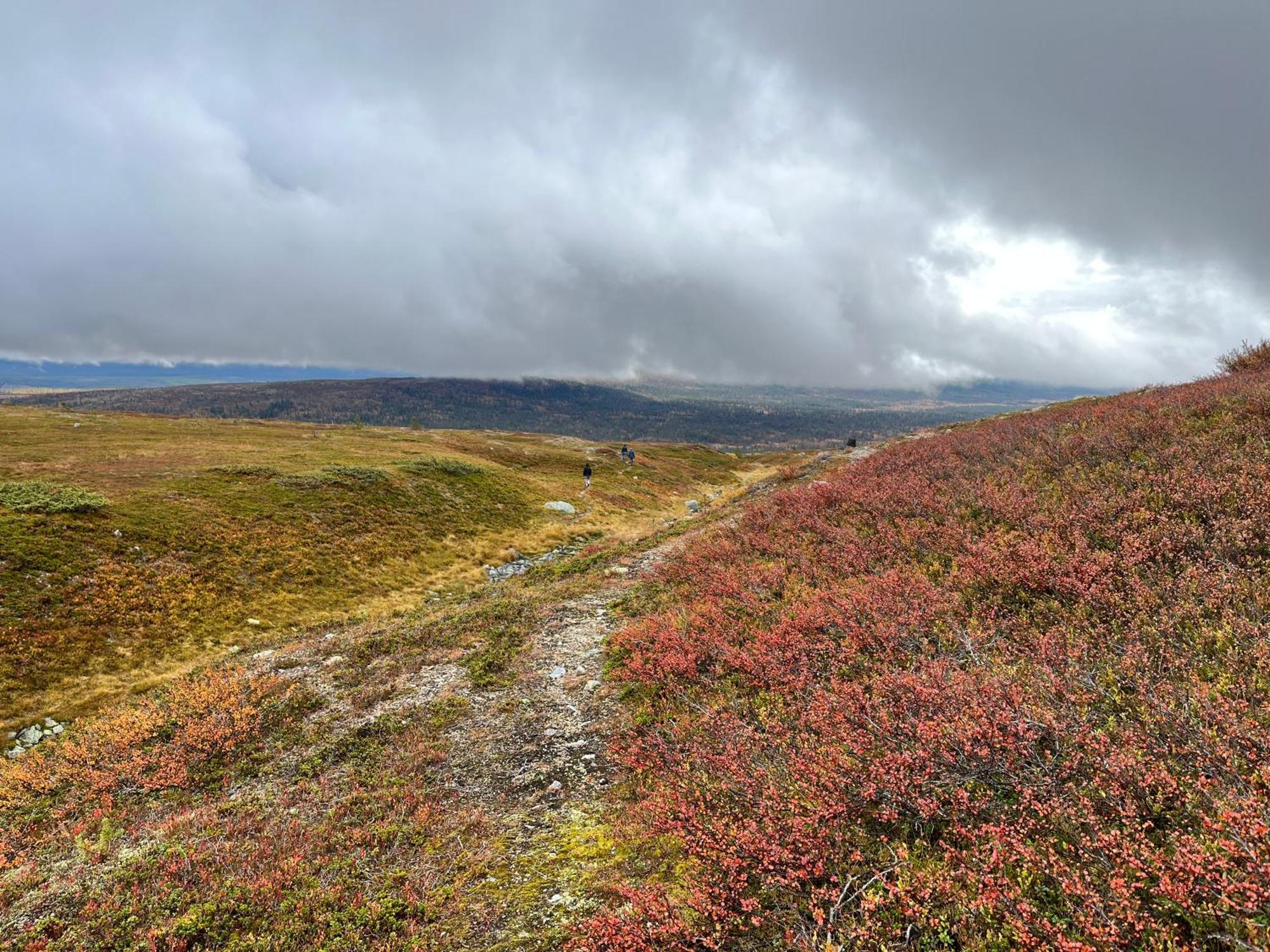 Knappgarden Särna Exteriér fotografie