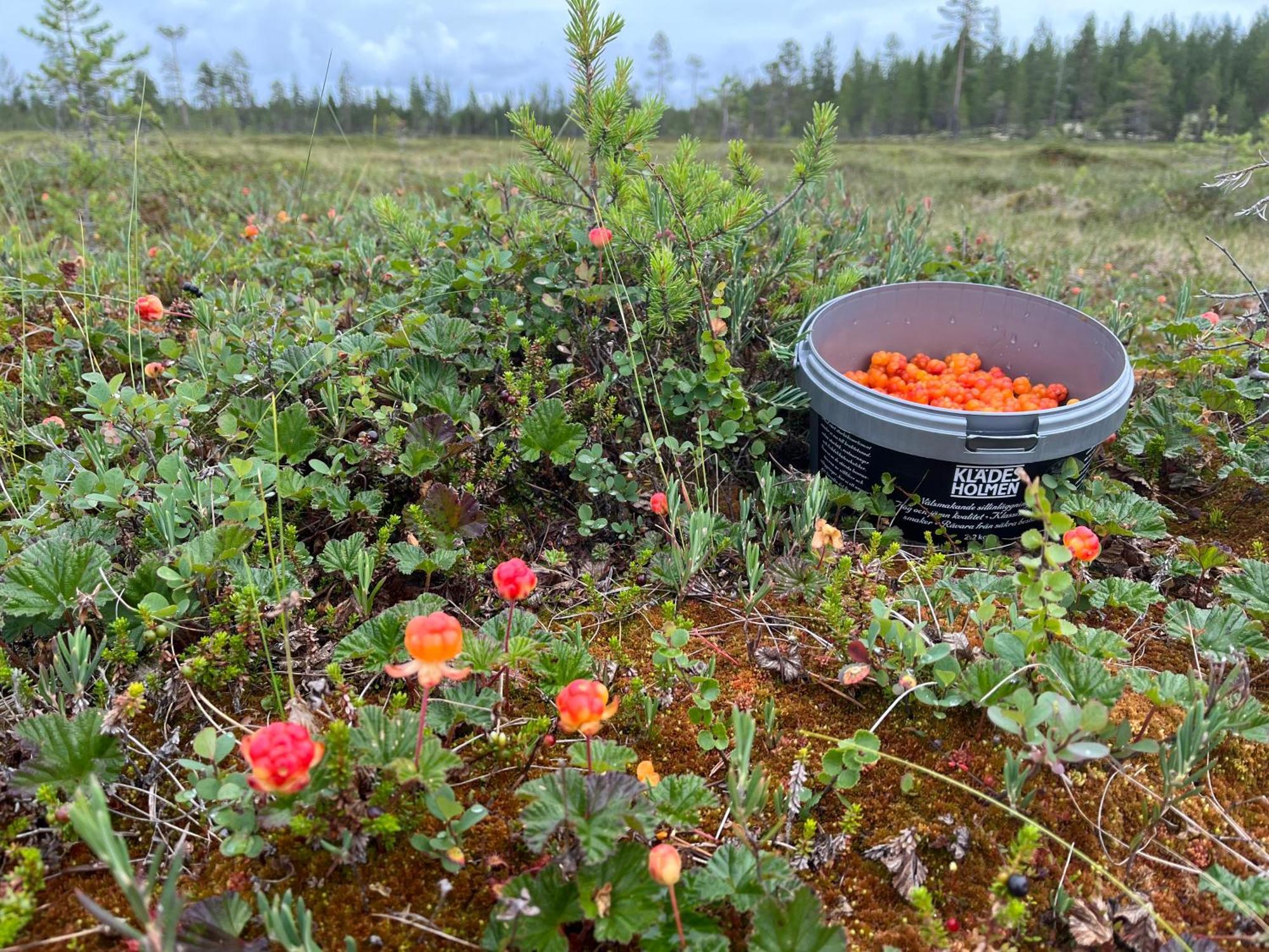 Knappgarden Särna Exteriér fotografie