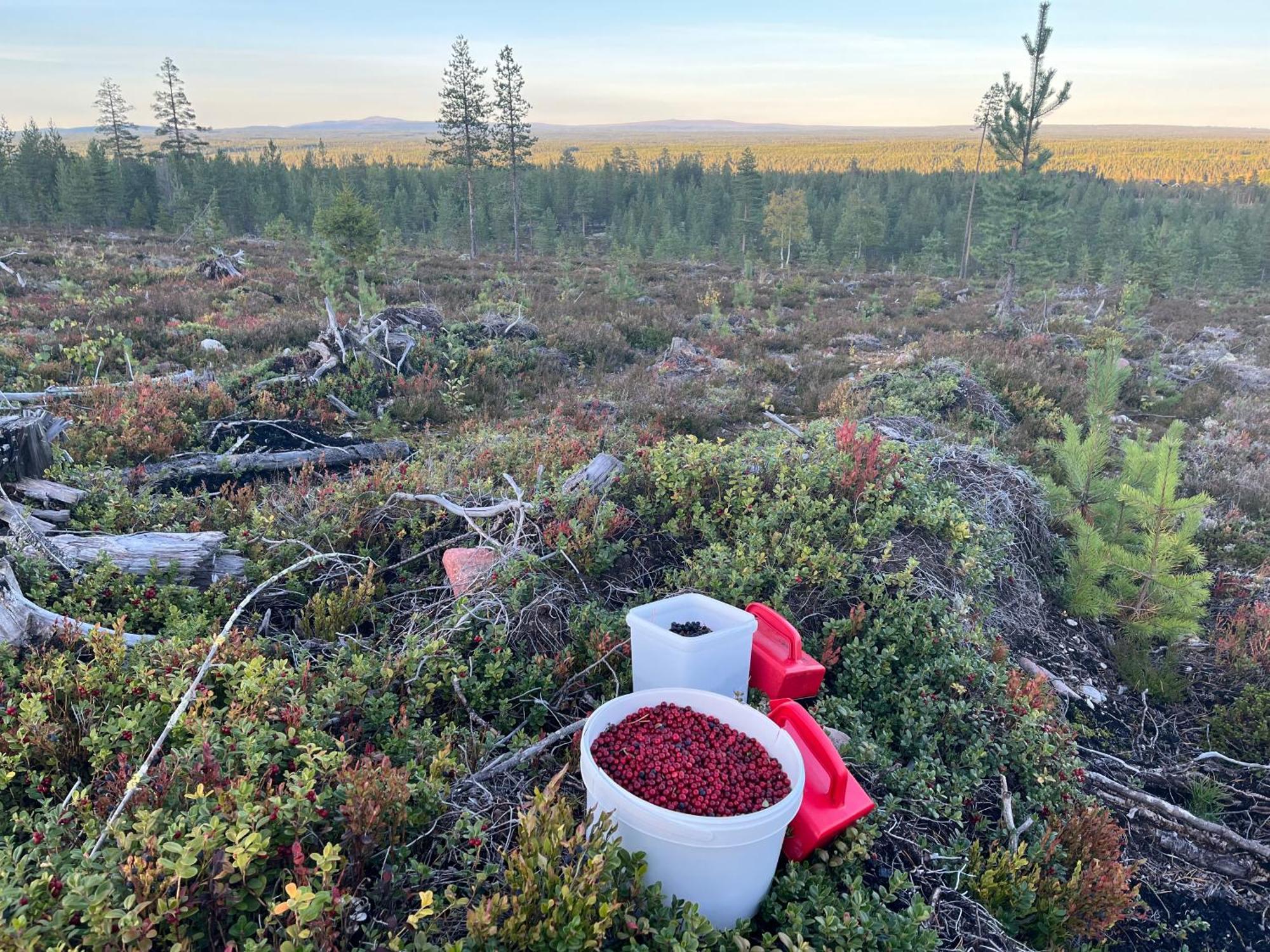 Knappgarden Särna Exteriér fotografie