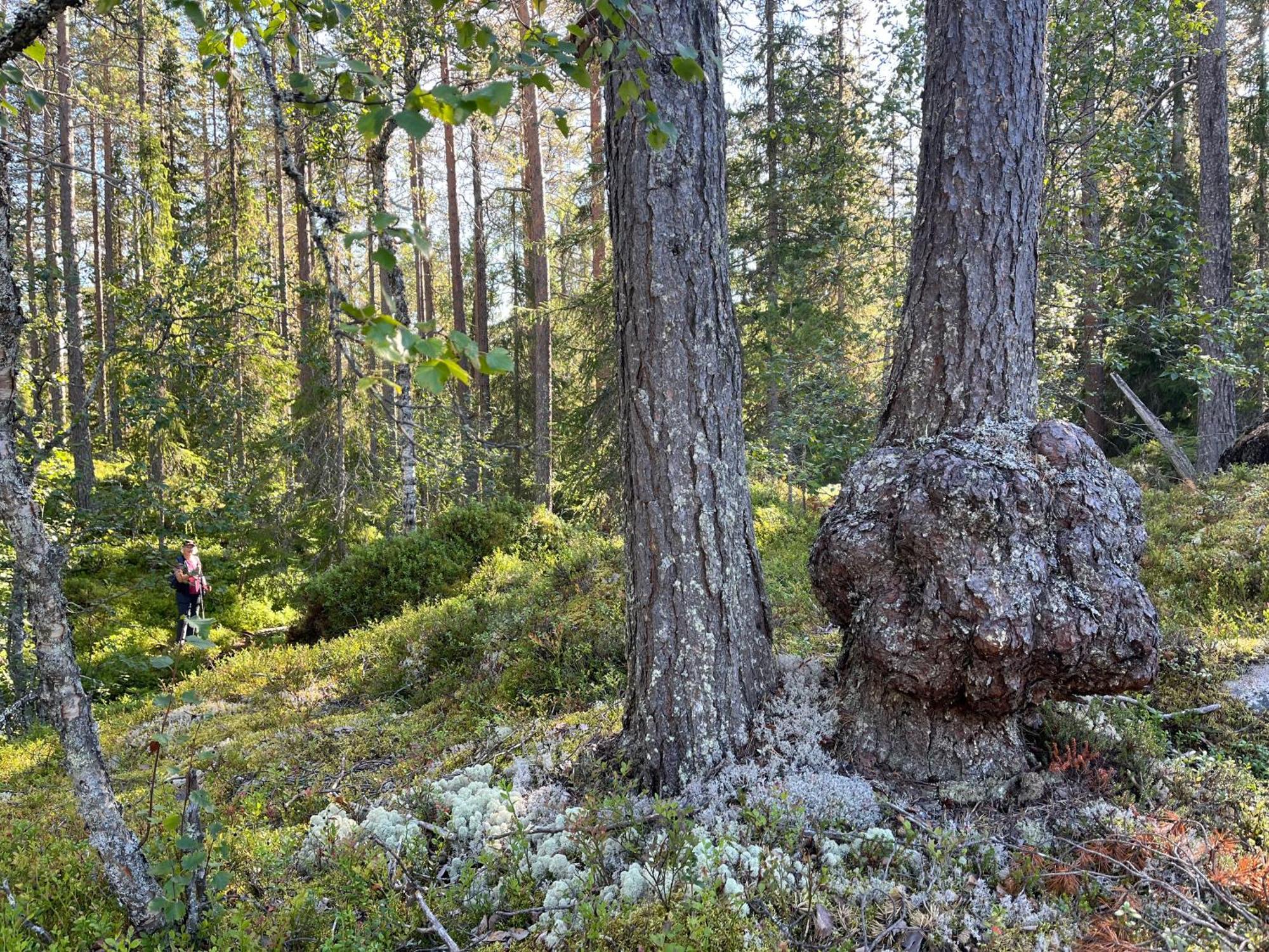 Knappgarden Särna Exteriér fotografie