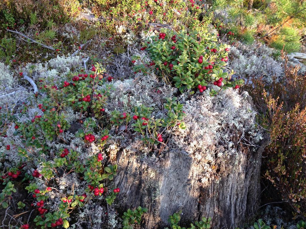 Knappgarden Särna Exteriér fotografie